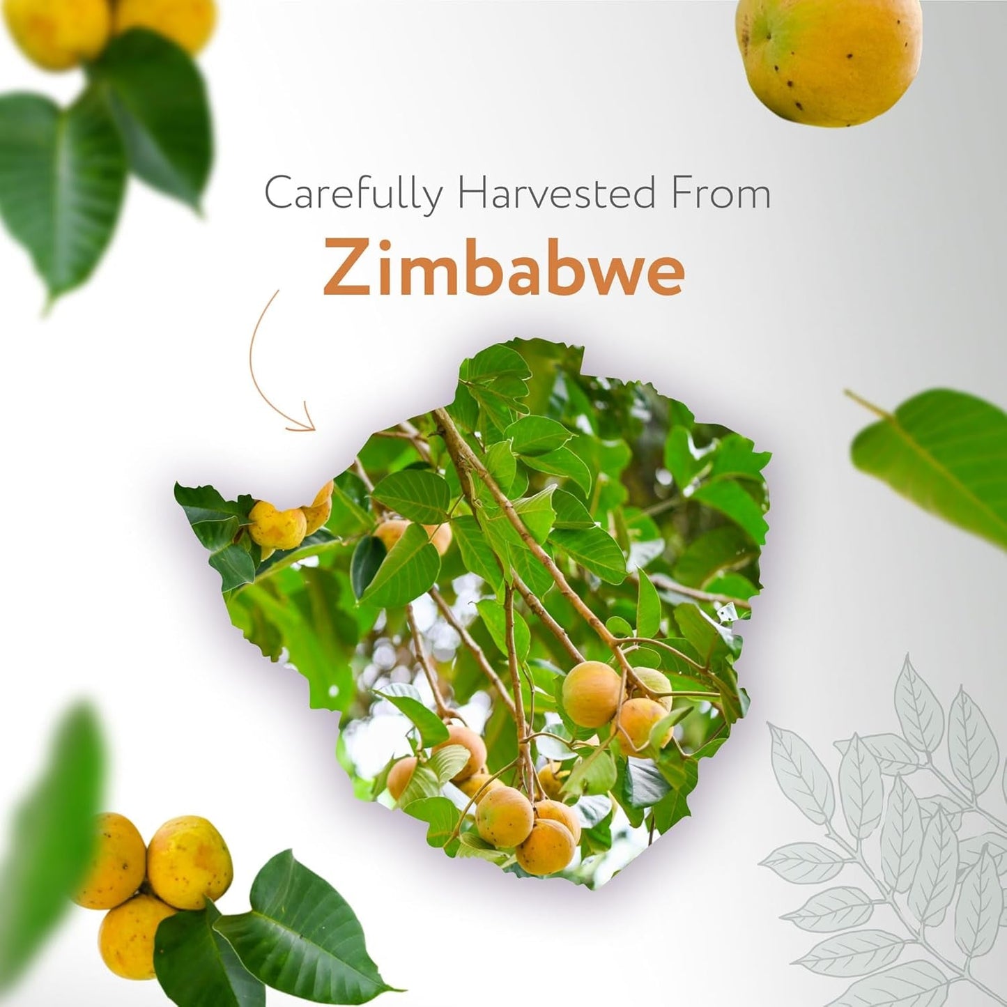 Pure Glow Marula Oil